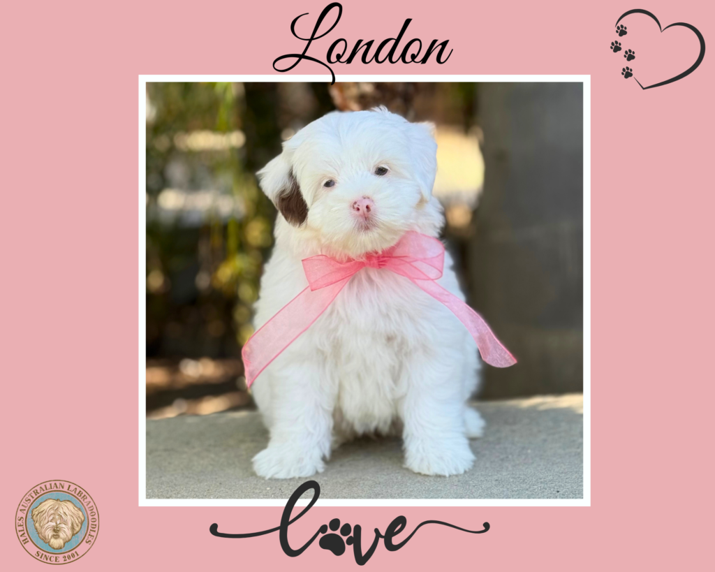 Mini Australian Labradoodle Puppy