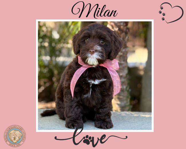 Chocolate & White Mini Australian Labradoodle