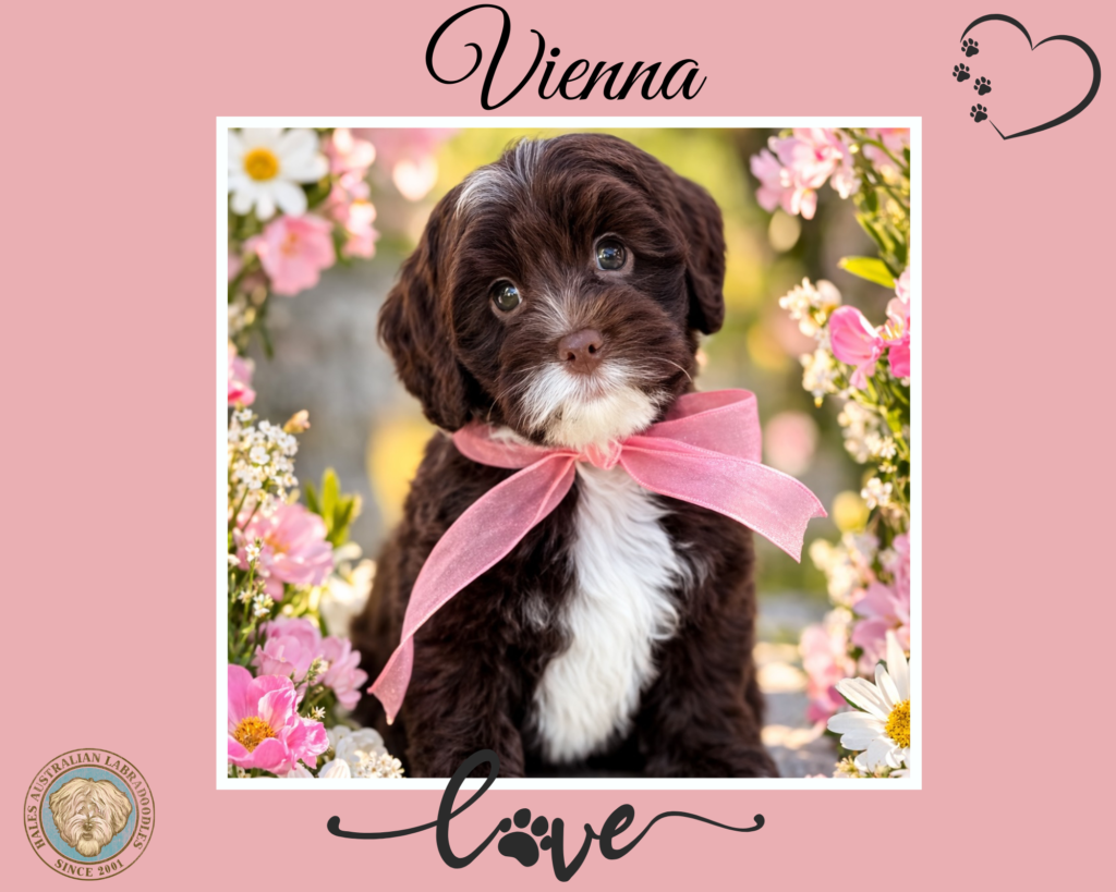 Chocolate & White Mini Australian Labradoodle