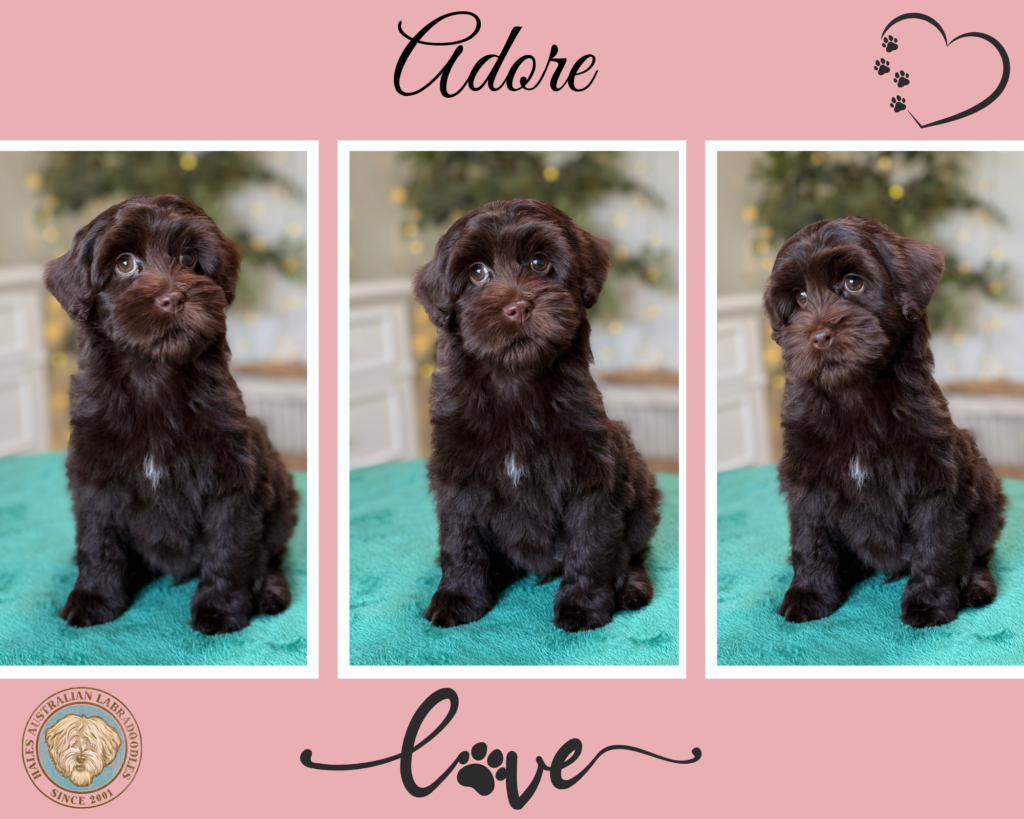Micro Mini Chocolate Australian Labradoodle