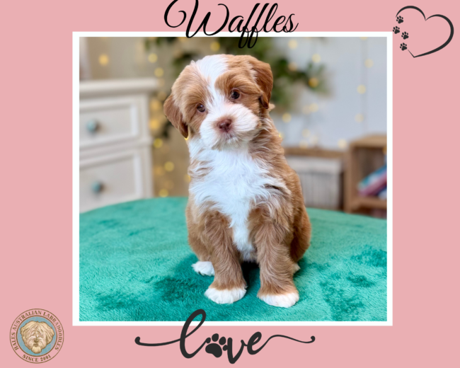 Micro Mini Dark Caramel