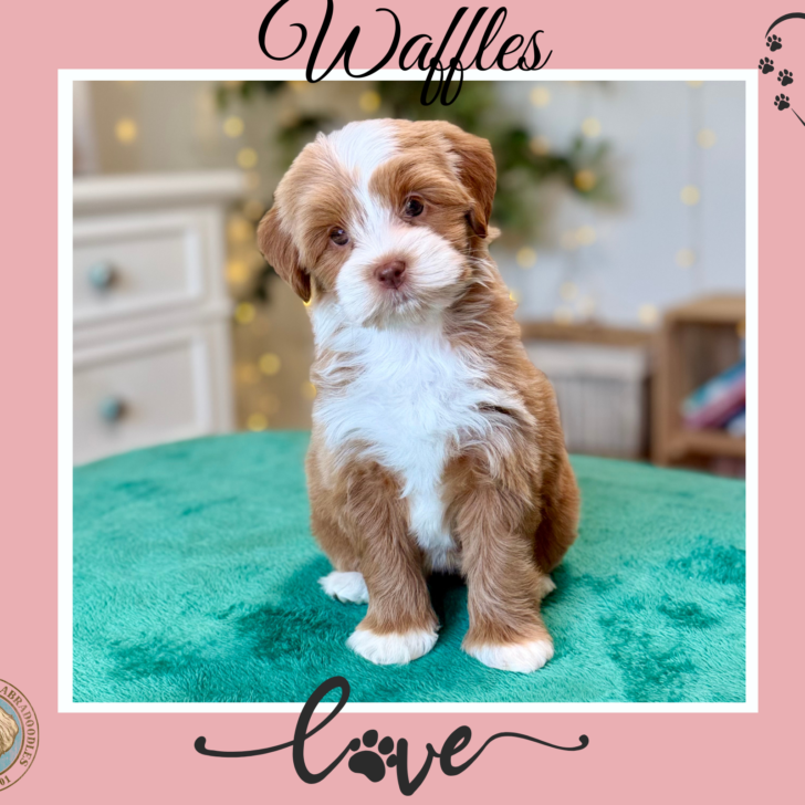 Micro Mini Dark Caramel