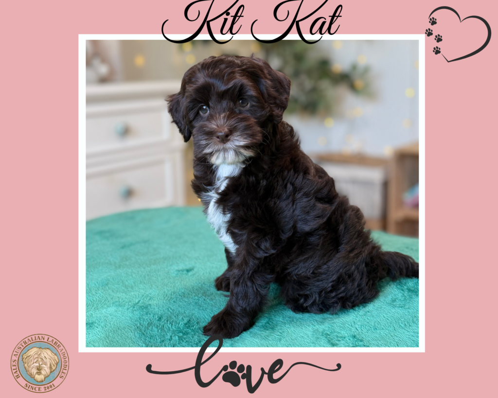 Mini Chocolate Australian Labradoodle