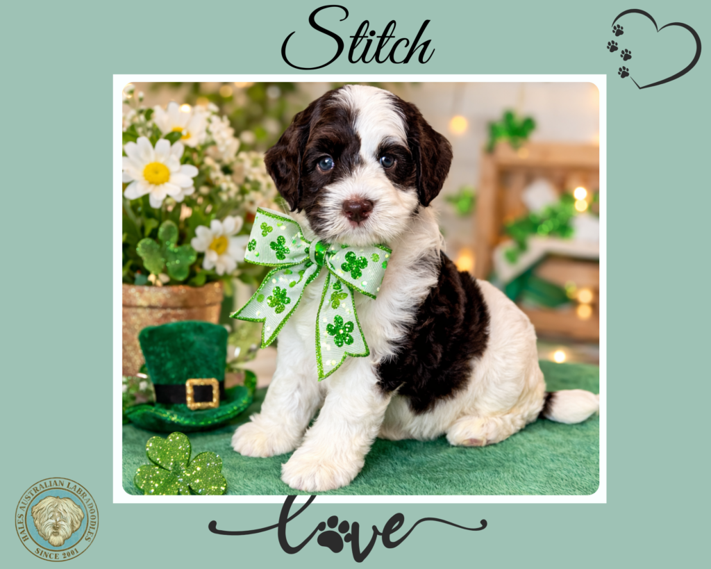 Medium Chocolate & White Parti Australian Labradoodle puppies