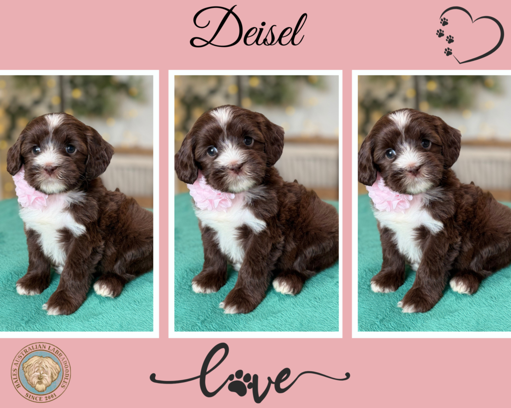 Chocolate & White Australian Labradoodle Puppy