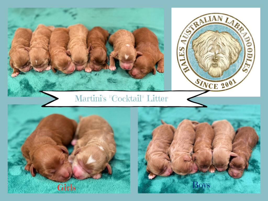Medium Caramel Australian Labradoodle Newborn pictures