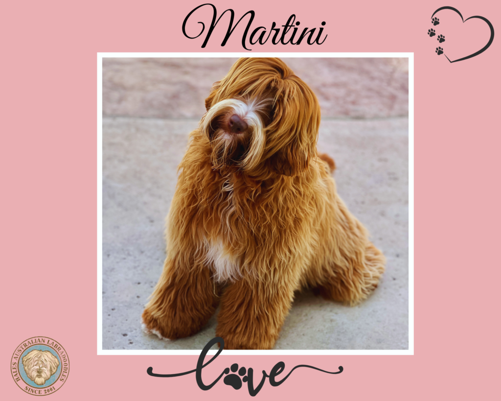 Medium Dark Caramel Australian Labradoodle