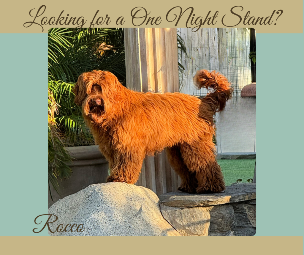 Medium Dark Caramel Australian Labradoodle