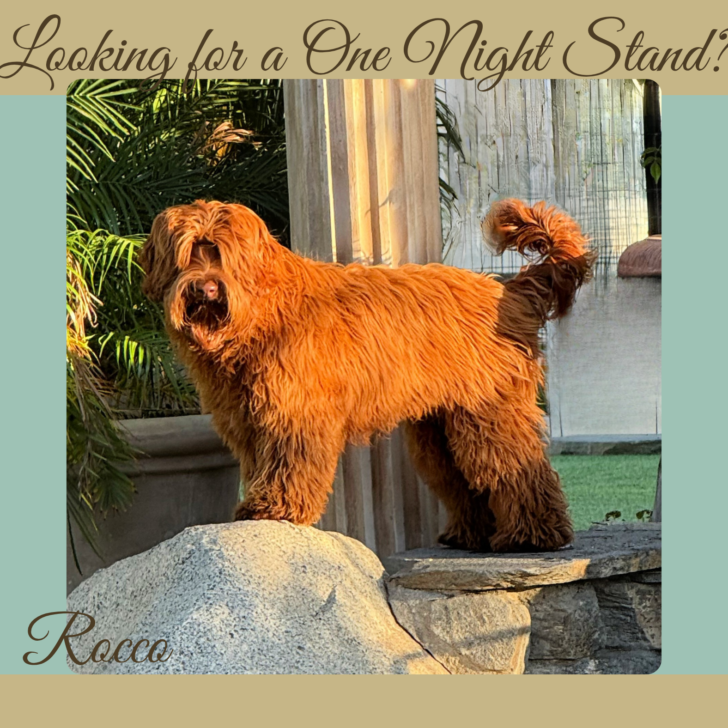 Medium Dark Caramel Australian Labradoodle