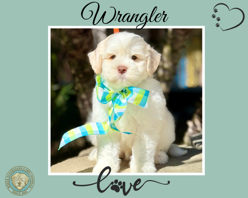Caramel Ice Australian Labradoodle Puppy