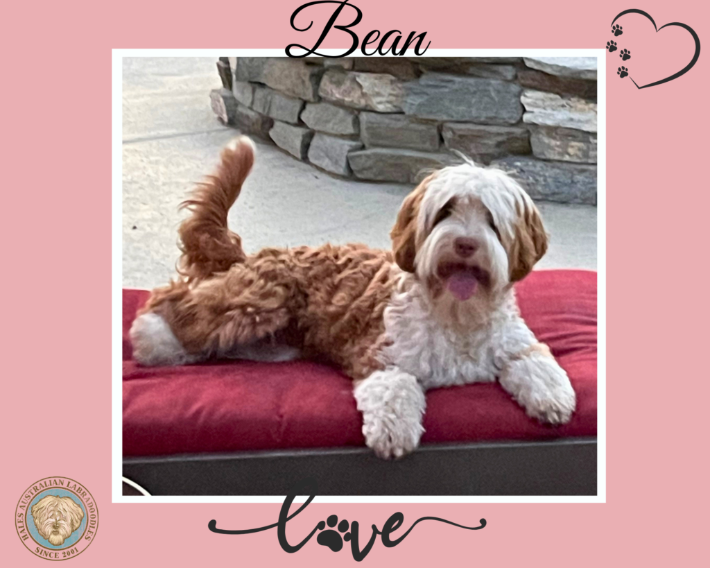 Bean Medium Caramel Australian Labradoodle