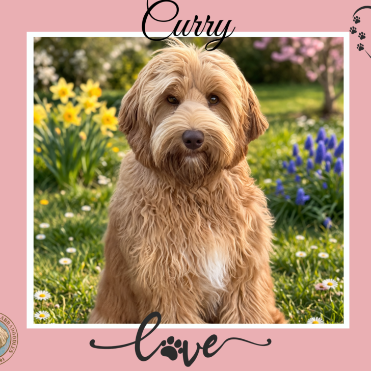 Medium Caramel Australian Labradoodle