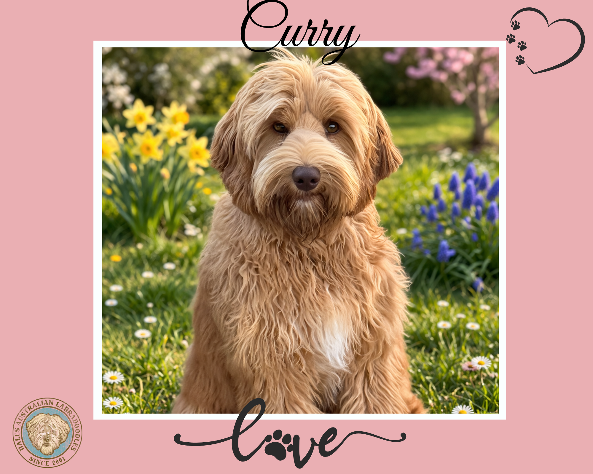 Curry-Website Medium Caramel Australian Labradoodle