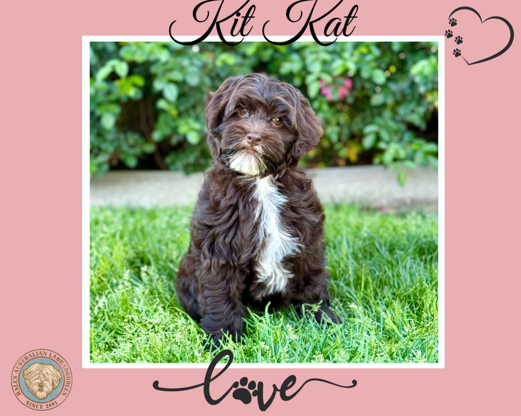 Micro Mini Australian Labradoodle Puppy