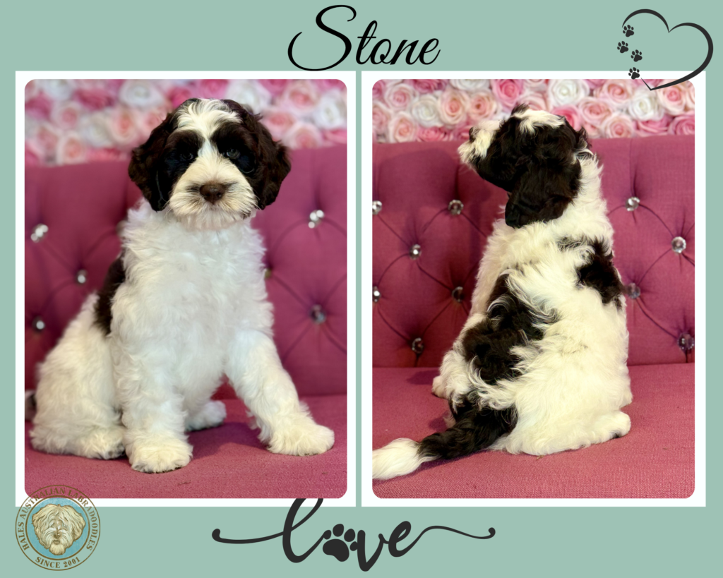 Medium Australian Labradoodle Puppy