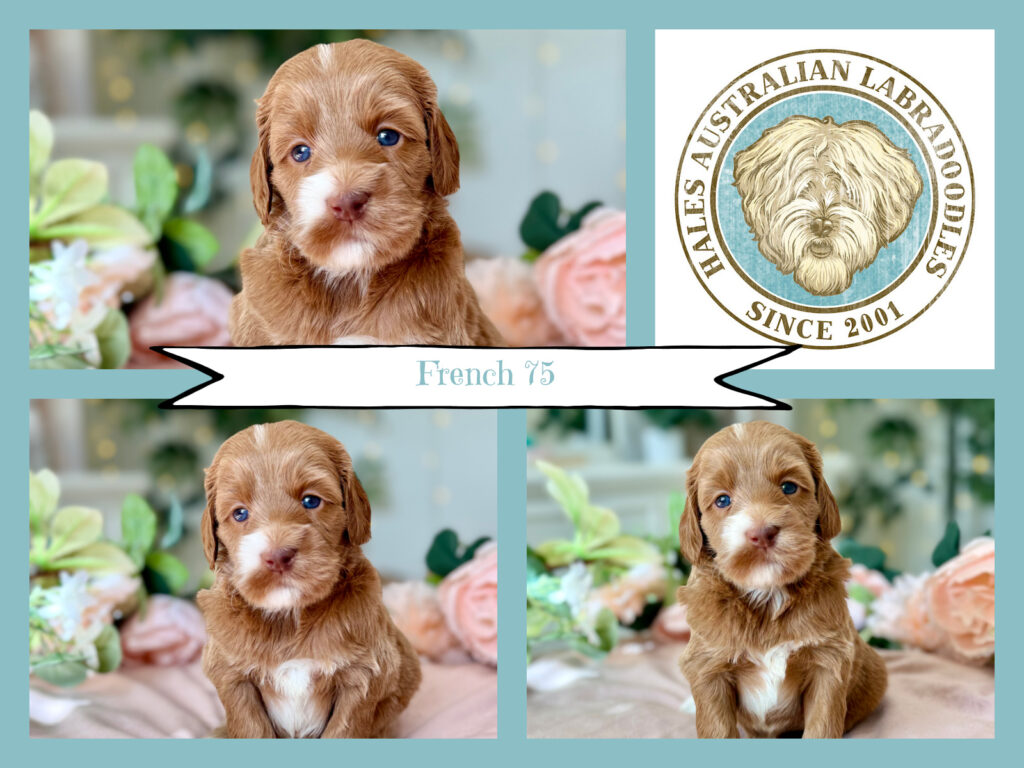 Red Caramel Australian Labradoodle Puppy
