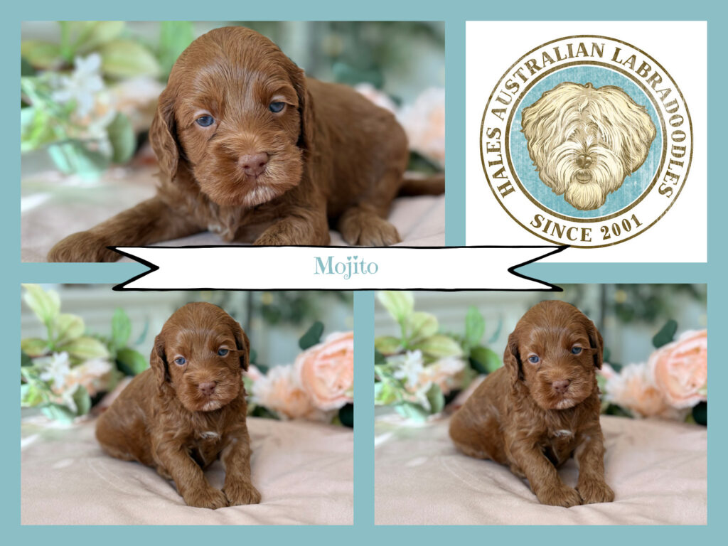 Red Caramel Australian Labradoodle Puppy