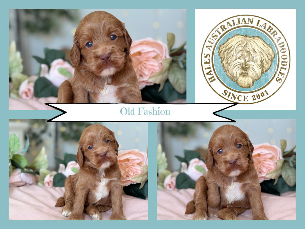 Red Caramel Australian Labradoodle Puppy