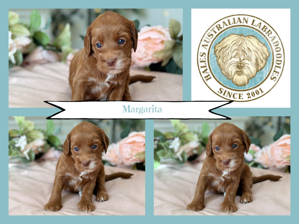 Red Caramel Australian Labradoodle Puppy