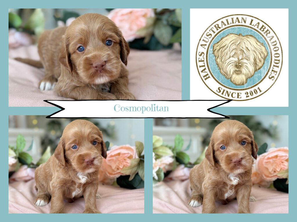 Caramel Australian Labradoodle Puppy