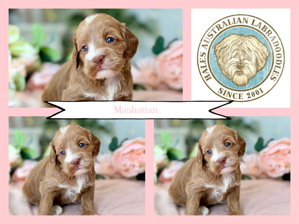 Caramel Australian Labradoodle Puppy