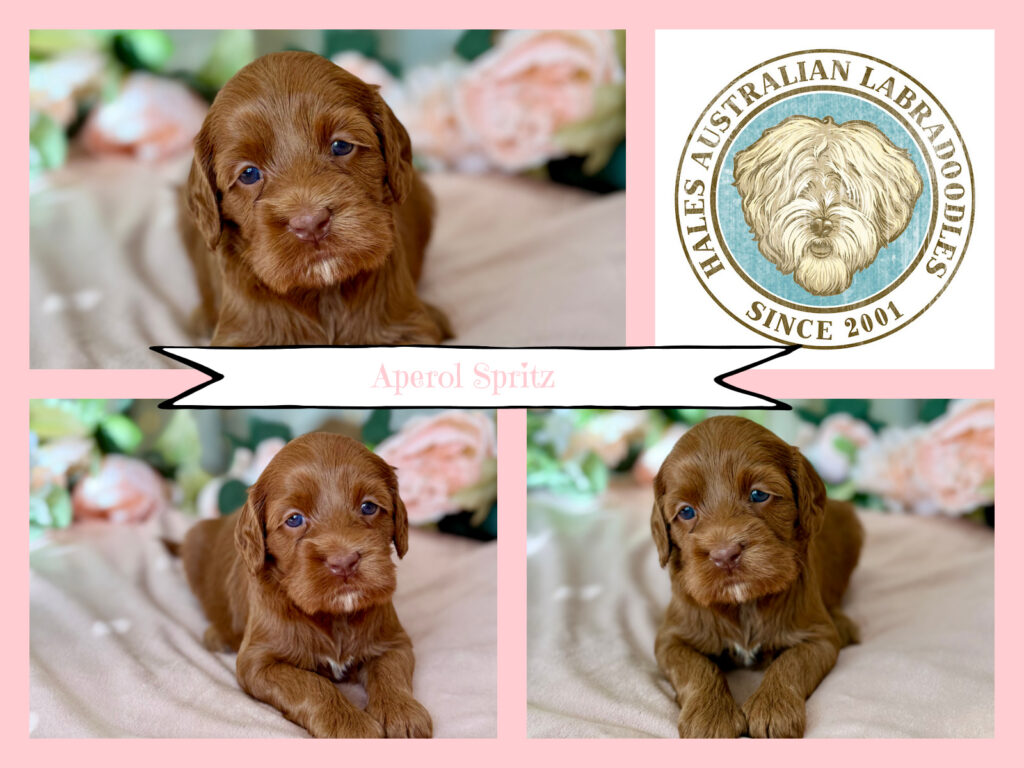 Red Caramel Australian Labradoodle Puppy