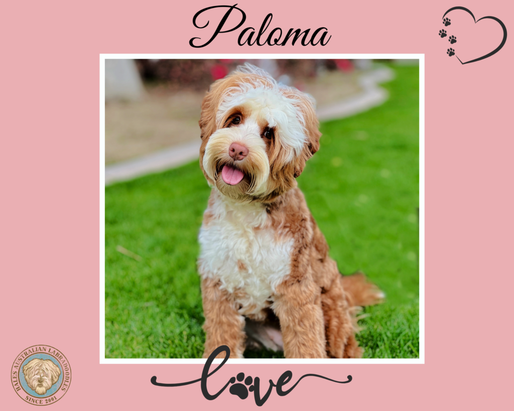 Mini Australian Labradoodle