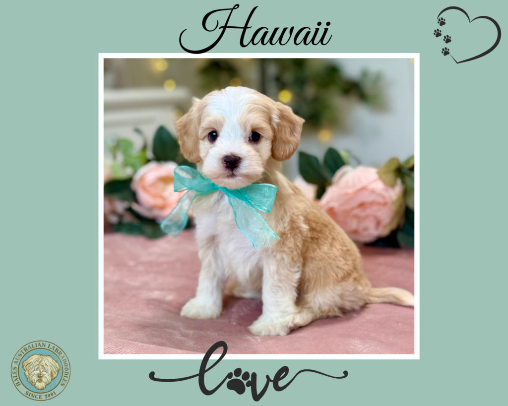 Gypsy Hawaii Micro Mini Australian Labradoodle