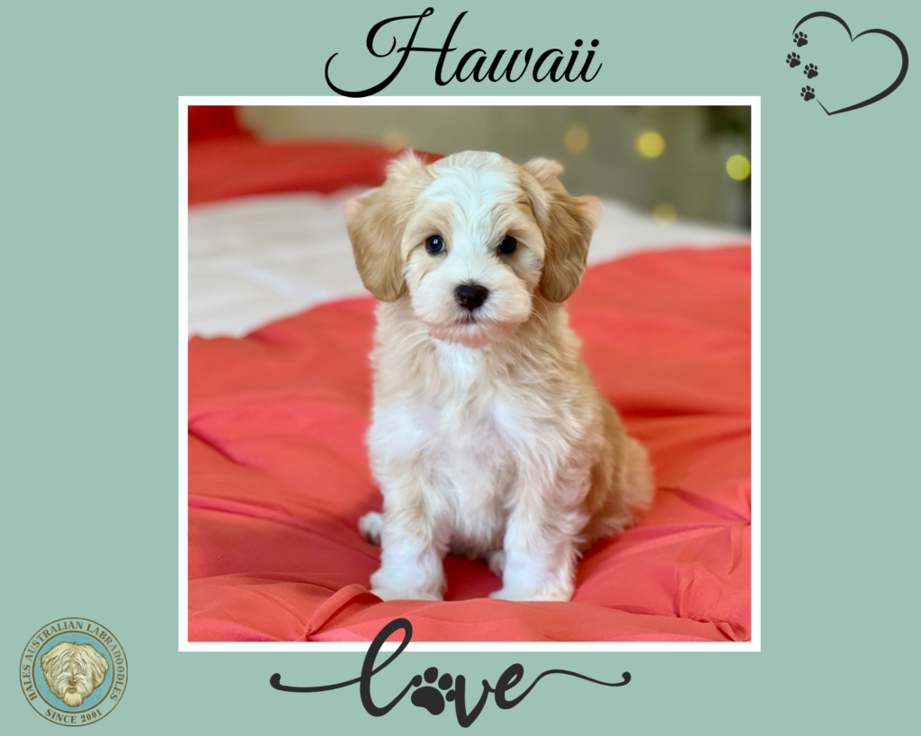 Micro Mini Australian Labradoodle Puppy