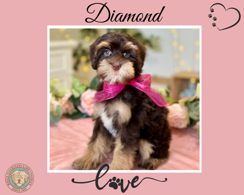 Maya G Diamond Mini Phantom Australian Labradoodle