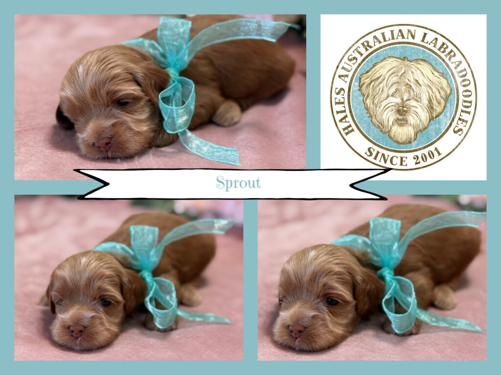 Mini Australian Labradoodle Puppy
