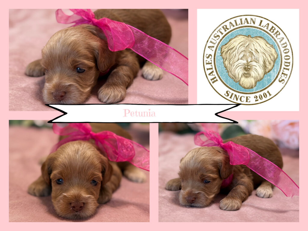 Mini Australian Labradoodle Puppy