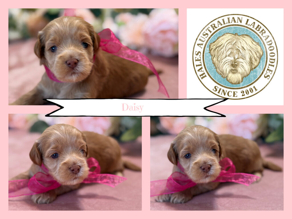 Mini Australian Labradoodle Puppy