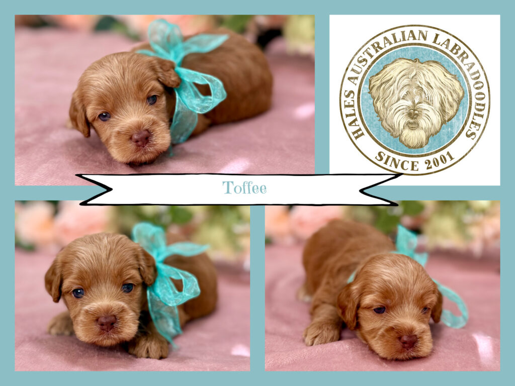 Sky B 081 Toffee Mini Chocolate Australian Labradoodle