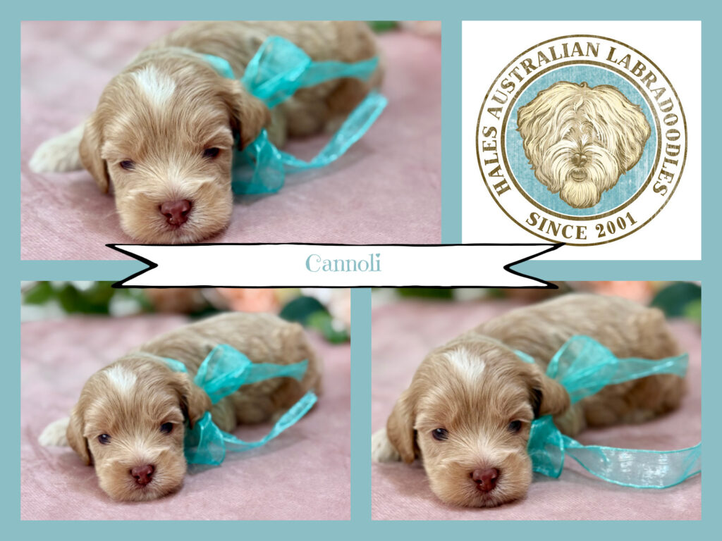 Sky B 088 Canoli Mini Chocolate Australian Labradoodle