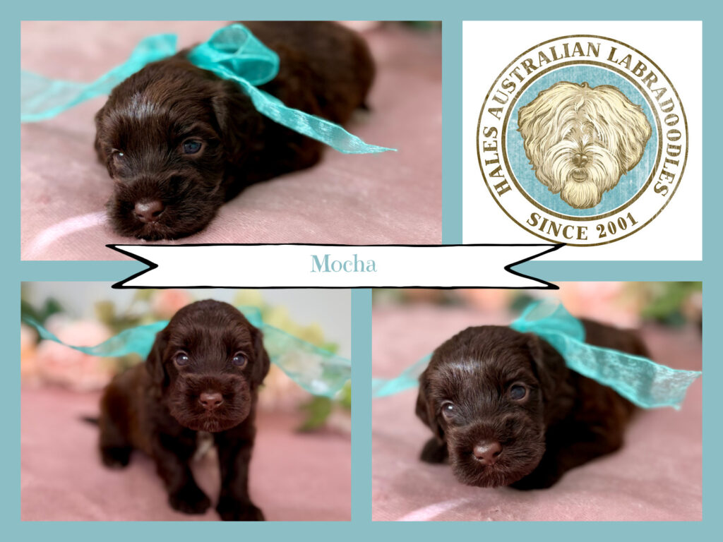 Sky B 132 Mocha Mini Chocolate Australian Labradoodle