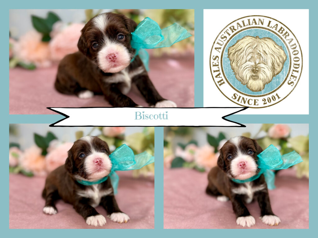 Sky B 147 Biscotti Mini Chocolate Australian Labradoodle