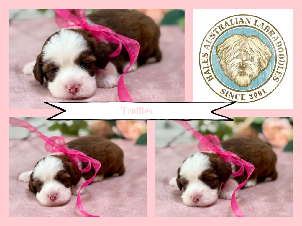 Sky G 093 Truffles Mini Chocolate Australian Labradoodle
