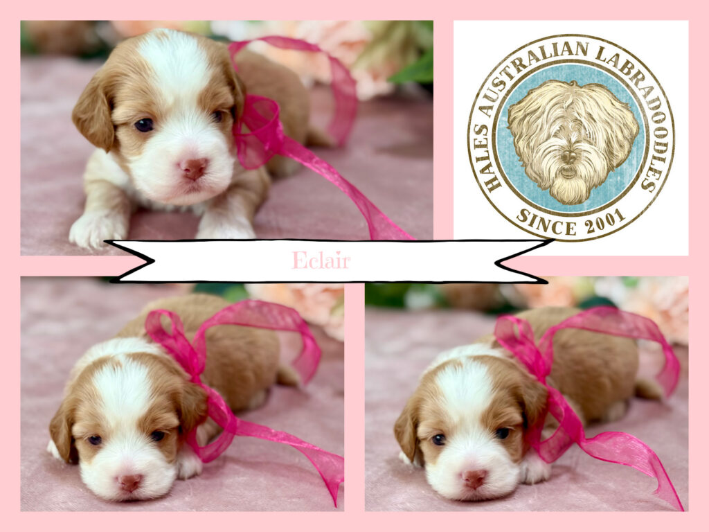 Sky G079 Eclair Mini Caramel Australian Labradoodle