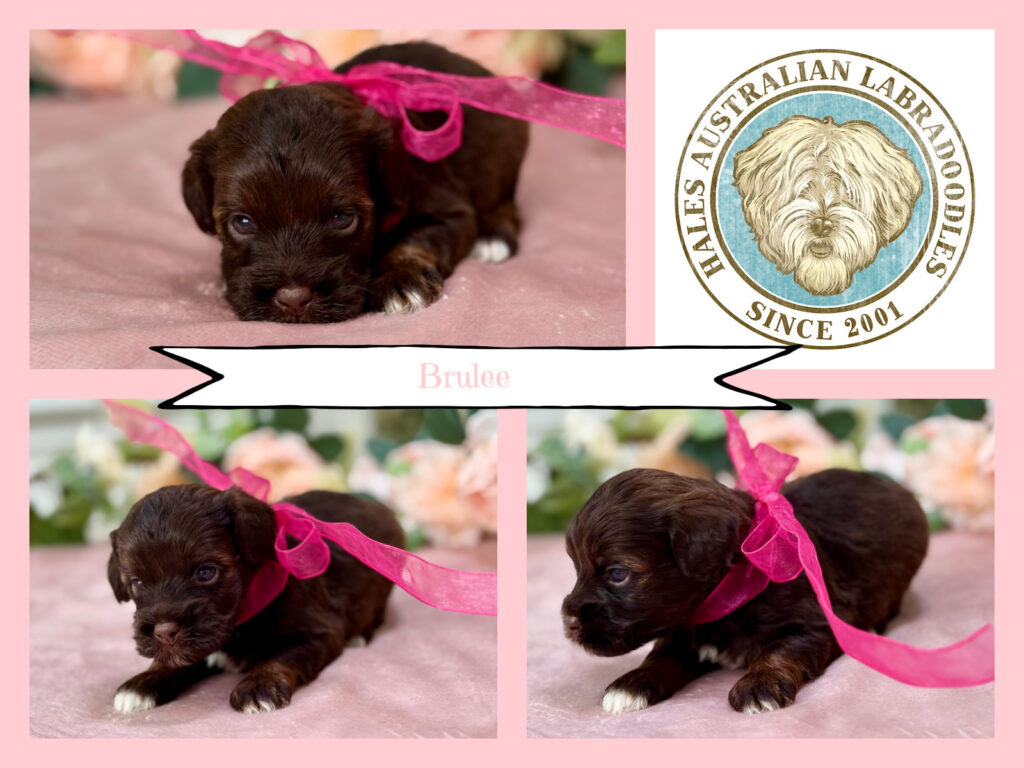 Sky G089 Brulee Mini Chocolate Australian Labradoodle