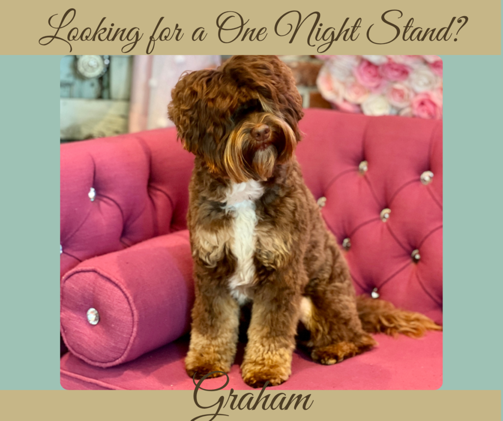 graham-website info pic Mini Australian Labradoodle Chocolate Phantom