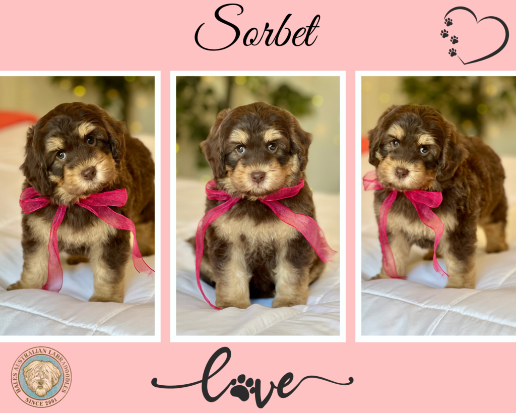 Curry G 077 Sorbet 1 Chocolate Phantom Australian Labradoodle