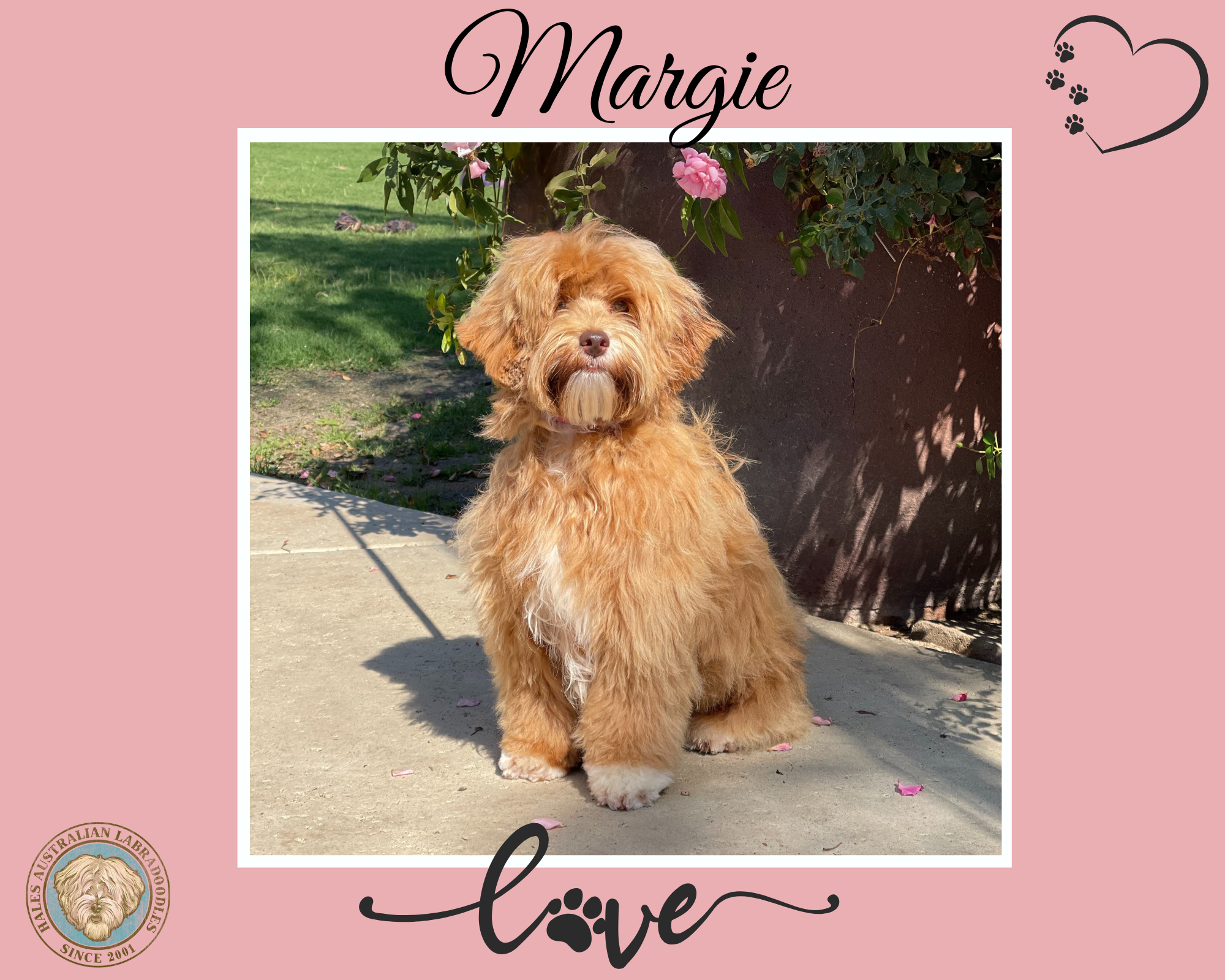 Margie web Mini Australian Labradoodle