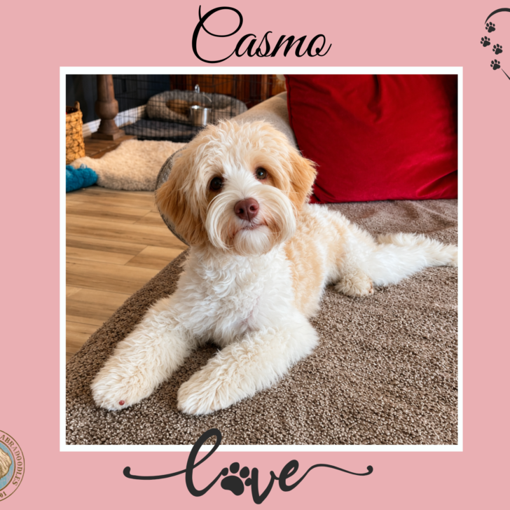 Caramel Parti Australian Labradoodle