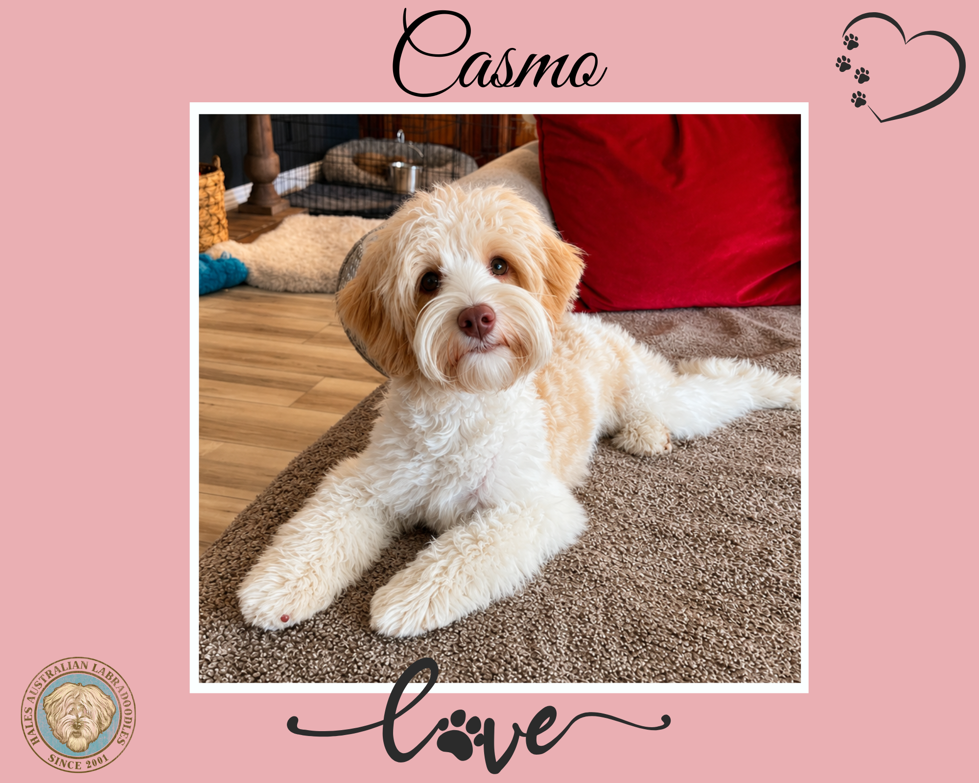 Casmo Web pic Caramel Parti Australian Labradoodle
