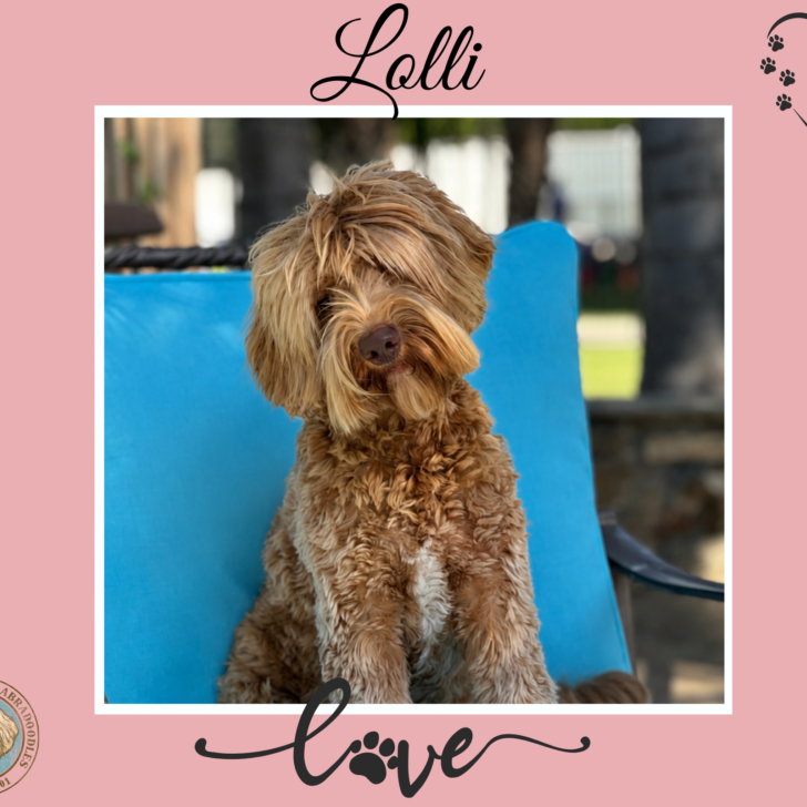 Caramel Australian Labradoodle