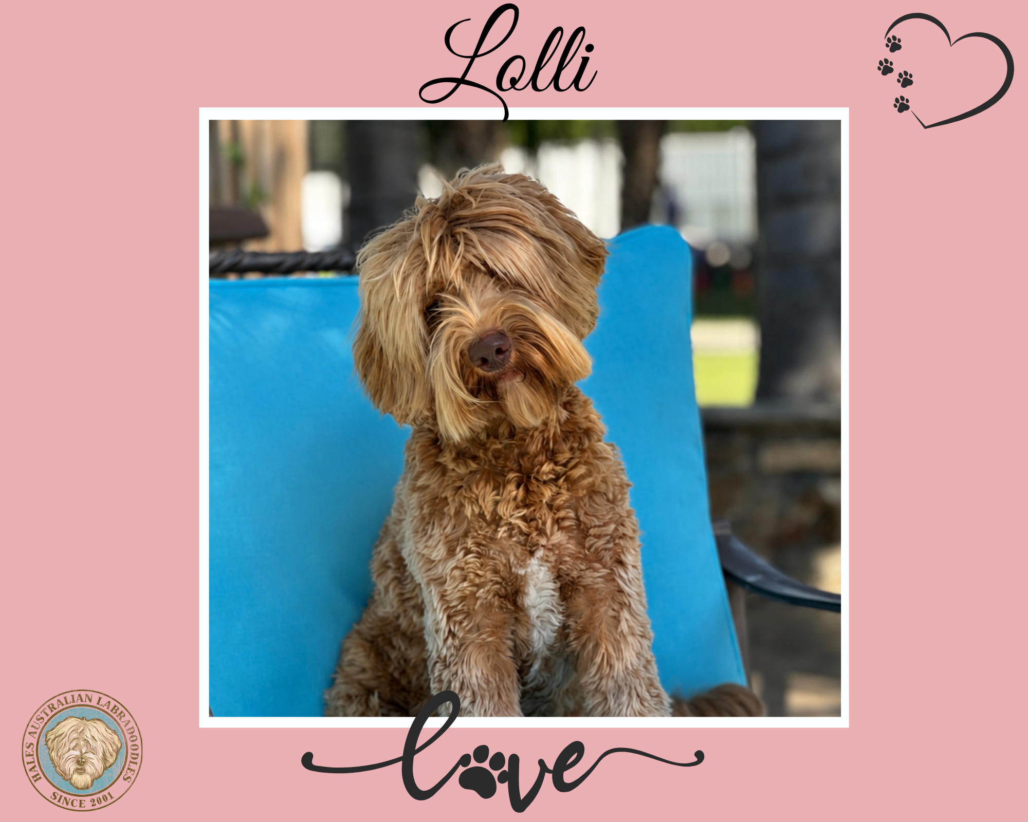 Lolli Web pic 1 Caramel Australian Labradoodle