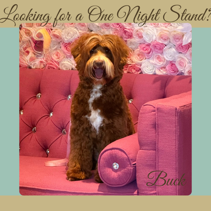 Caramel Australian Labradoodle