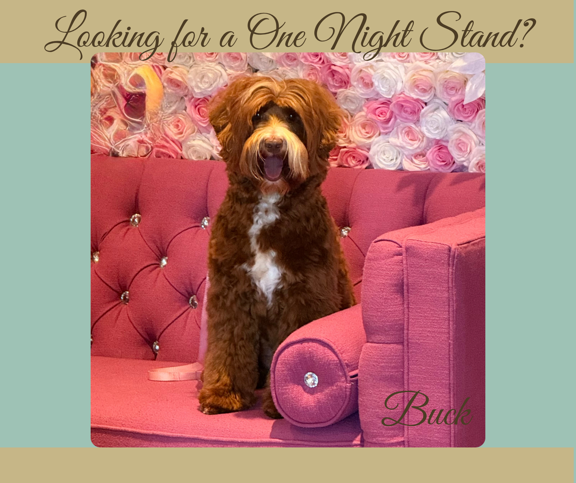 Wilson website info pic (1) Caramel Australian Labradoodle