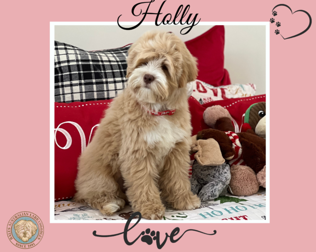 Caramel Australian Labradoodle